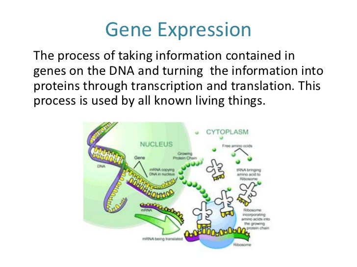 Gene expression