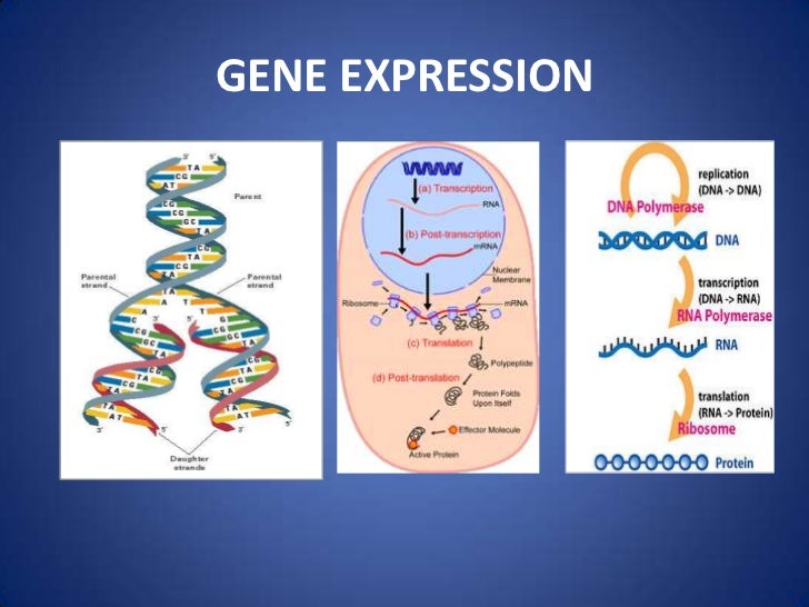 Gene expression