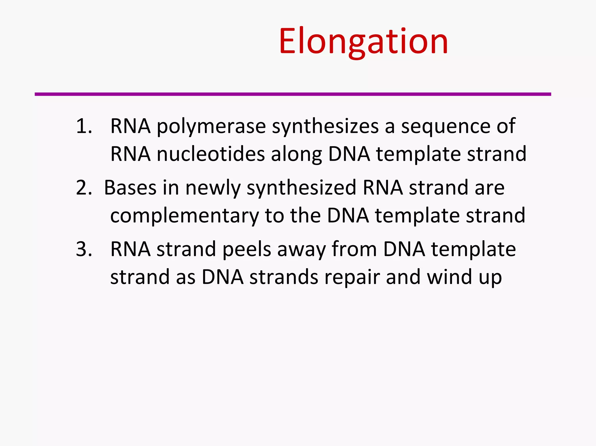 Elongation 
1. RNA polymerase synthesizes a sequence of 
RNA nucleotides along DNA template strand 
2. Bases in newly synthesized RNA strand are 
complementary to the DNA template strand 
3. RNA strand peels away from DNA template 
strand as DNA strands repair and wind up 
 