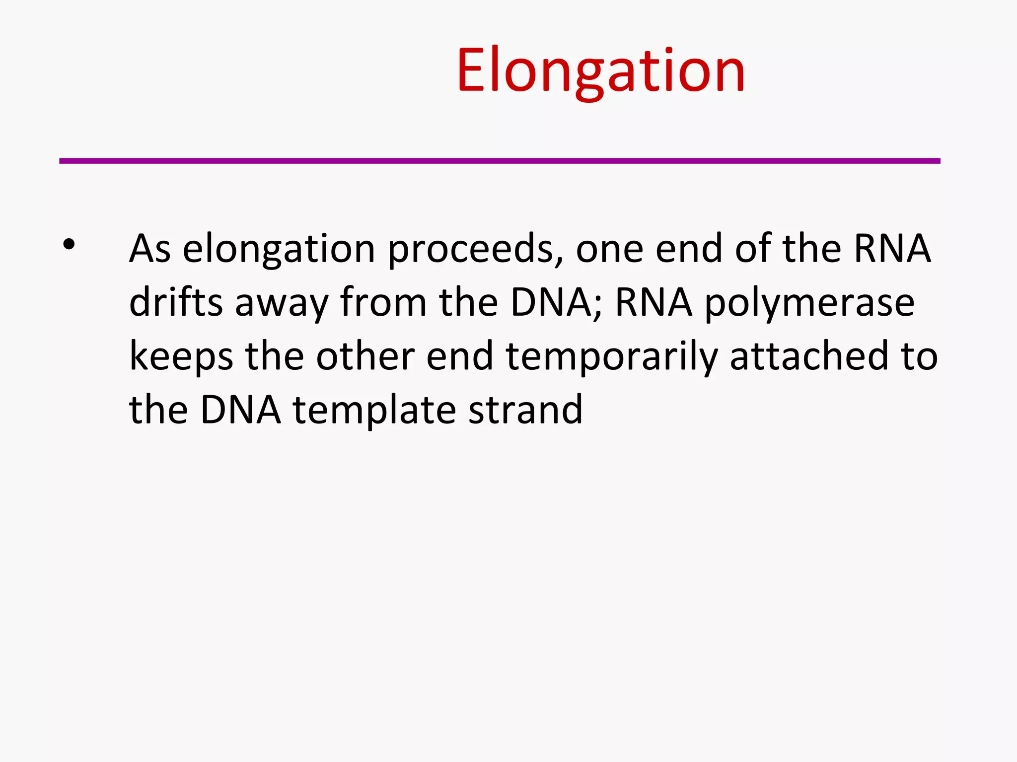 Elongation 
• As elongation proceeds, one end of the RNA 
drifts away from the DNA; RNA polymerase 
keeps the other end temporarily attached to 
the DNA template strand 
 
