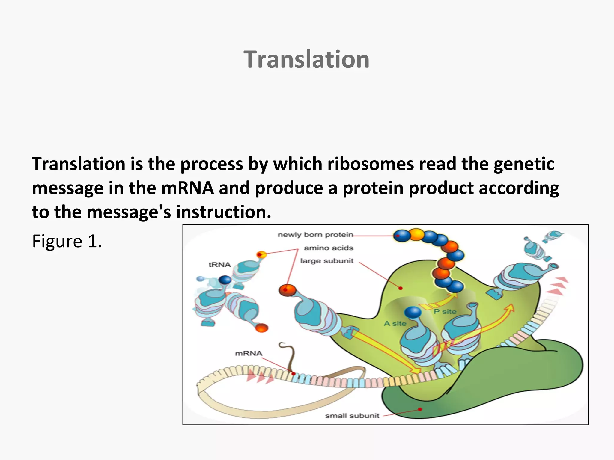 Translation 
Translation is the process by which ribosomes read the genetic 
message in the mRNA and produce a protein product according 
to the message's instruction. 
Figure 1. 
 