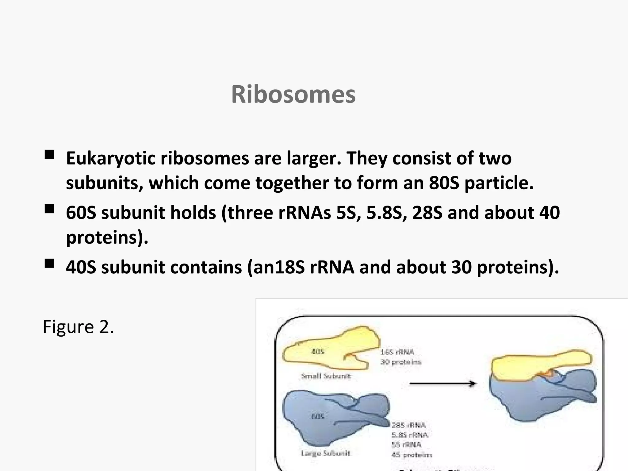 Ribosomes 
 Eukaryotic ribosomes are larger. They consist of two 
subunits, which come together to form an 80S particle. 
 60S subunit holds (three rRNAs 5S, 5.8S, 28S and about 40 
proteins). 
 40S subunit contains (an18S rRNA and about 30 proteins). 
Figure 2. 
 