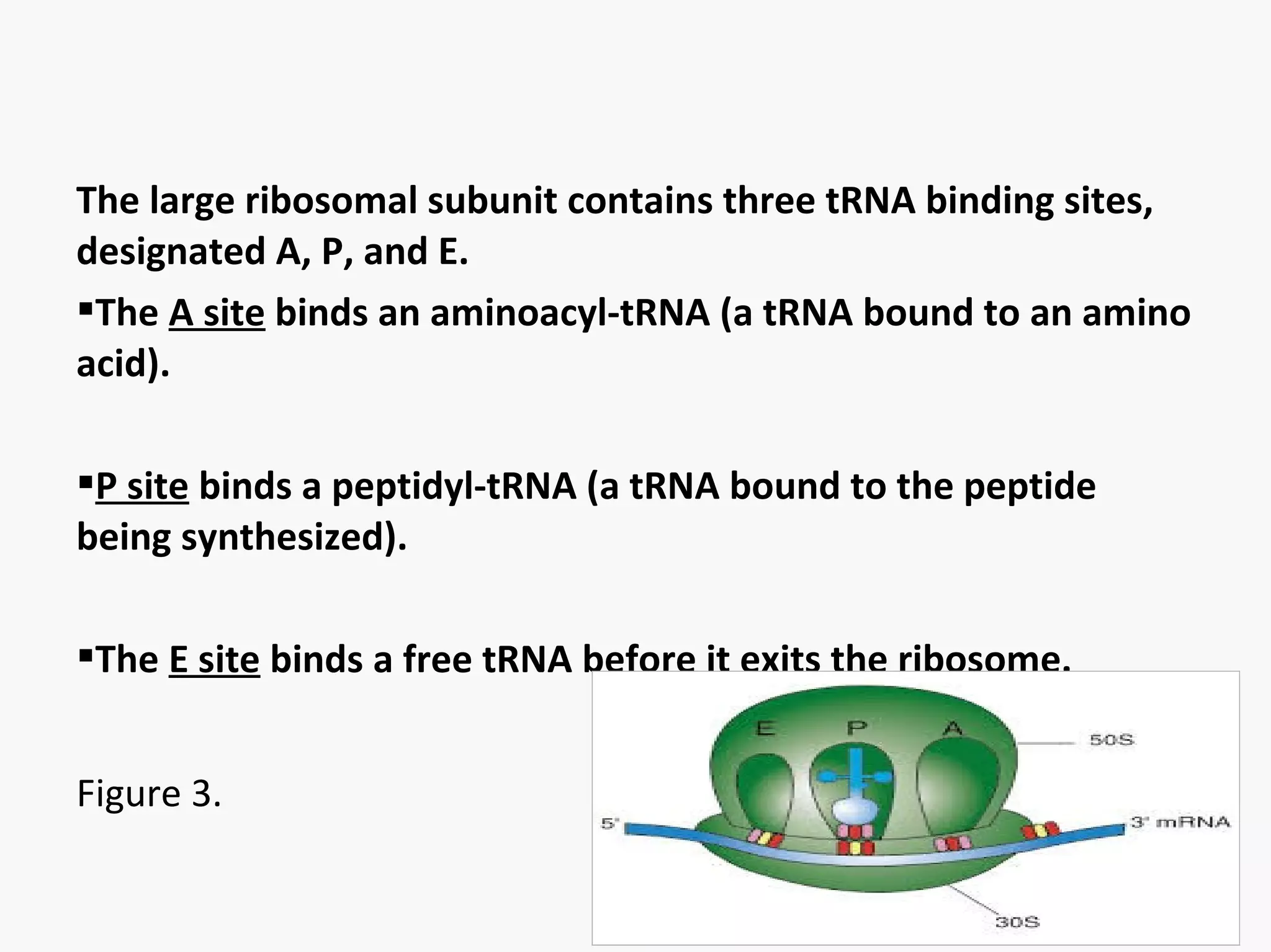 The large ribosomal subunit contains three tRNA binding sites, 
designated A, P, and E. 
The A site binds an aminoacyl-tRNA (a tRNA bound to an amino 
acid). 
P site binds a peptidyl-tRNA (a tRNA bound to the peptide 
being synthesized). 
The E site binds a free tRNA before it exits the ribosome. 
Figure 3. 
 