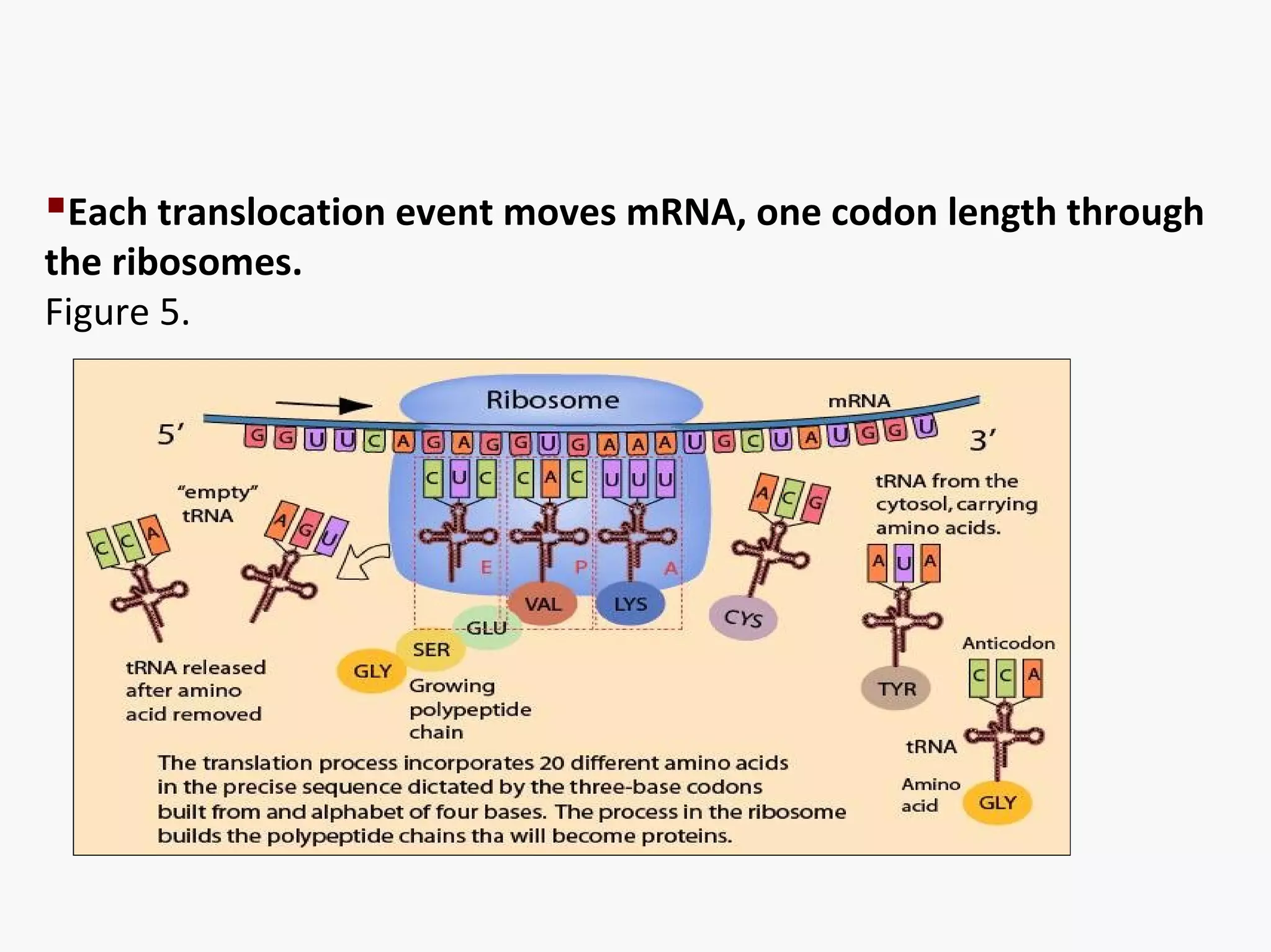 Each translocation event moves mRNA, one codon length through 
the ribosomes. 
Figure 5. 
 