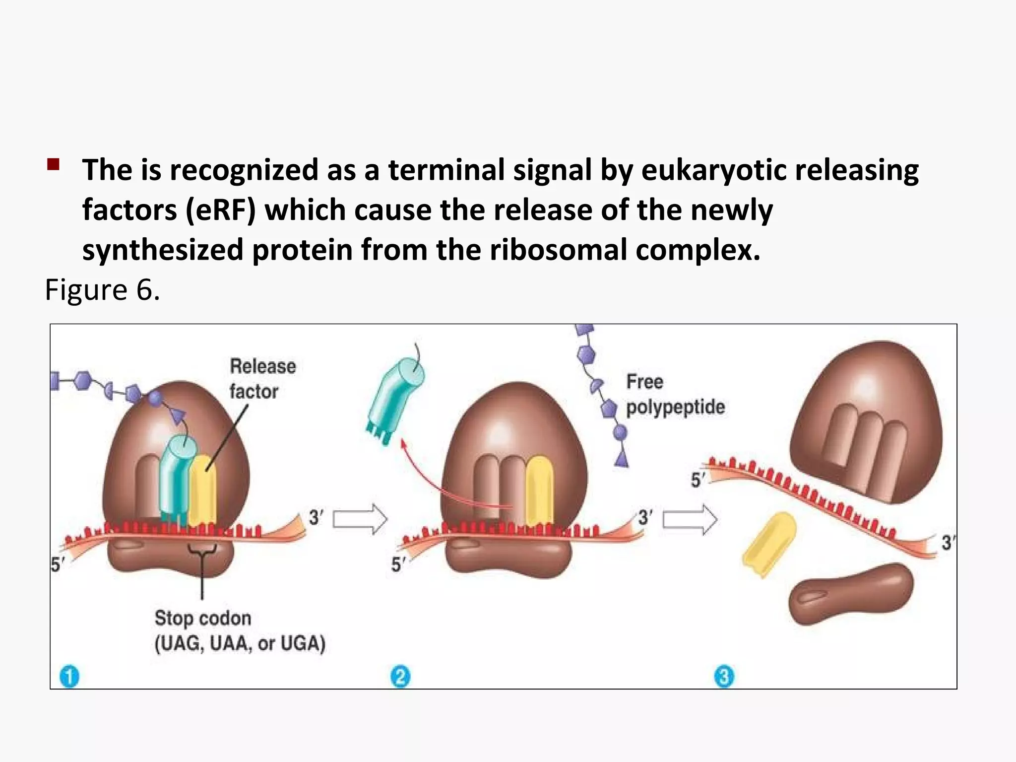  The is recognized as a terminal signal by eukaryotic releasing 
factors (eRF) which cause the release of the newly 
synthesized protein from the ribosomal complex. 
Figure 6. 
 