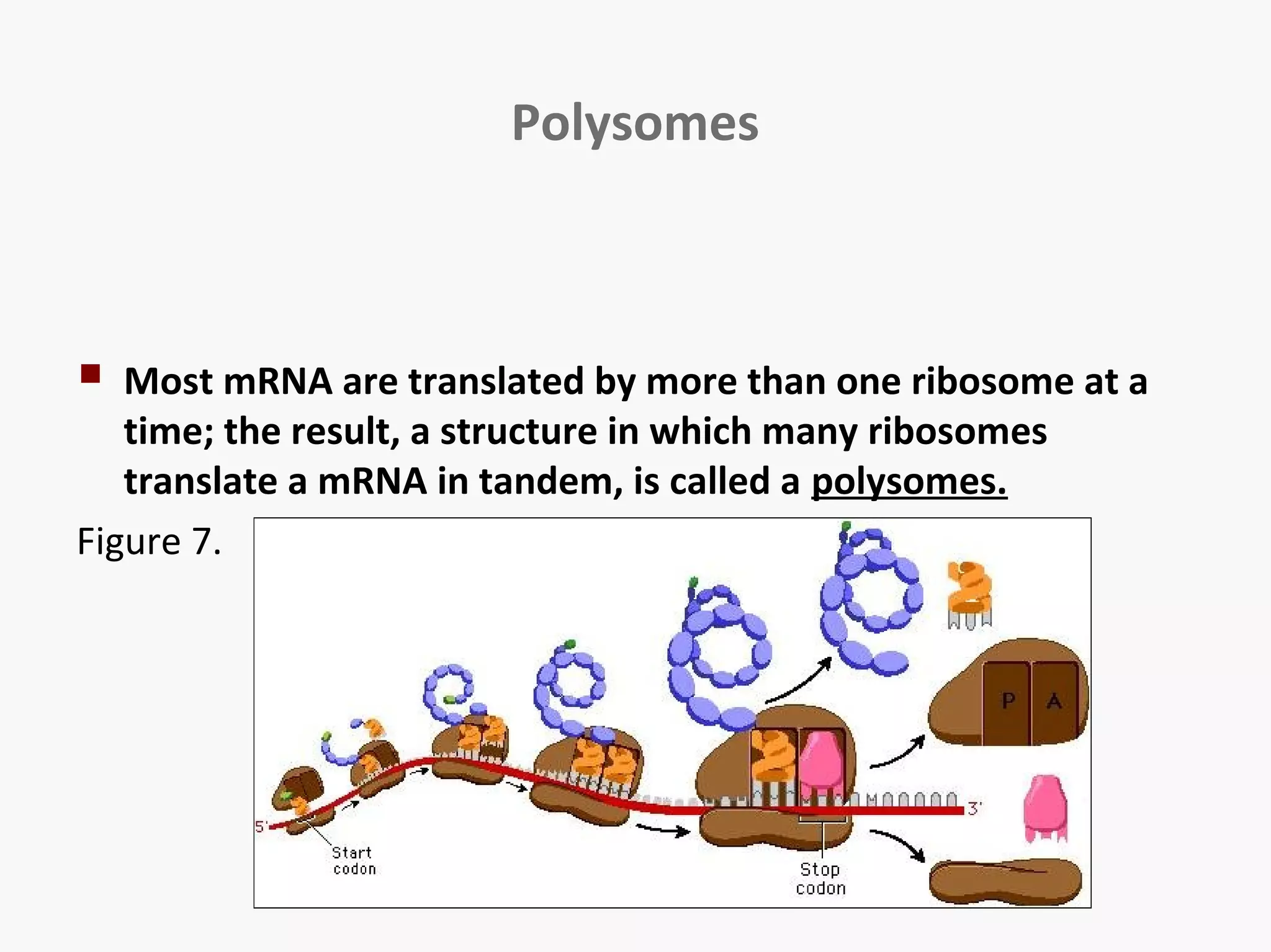 Polysomes 
 Most mRNA are translated by more than one ribosome at a 
time; the result, a structure in which many ribosomes 
translate a mRNA in tandem, is called a polysomes. 
Figure 7. 
 