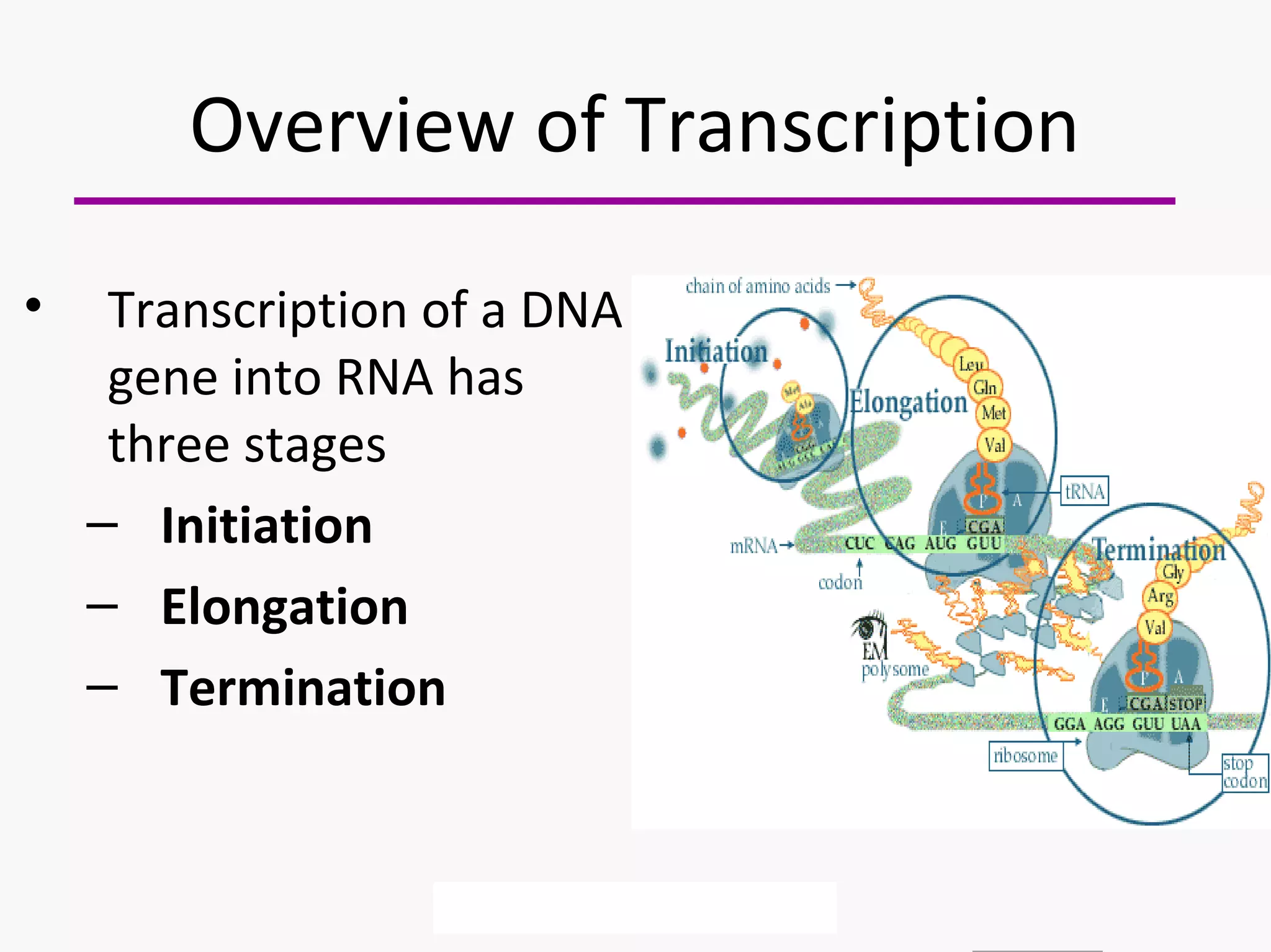 Overview of Transcription 
• Transcription of a DNA 
gene into RNA has 
three stages 
– Initiation 
– Elongation 
– Termination 
 