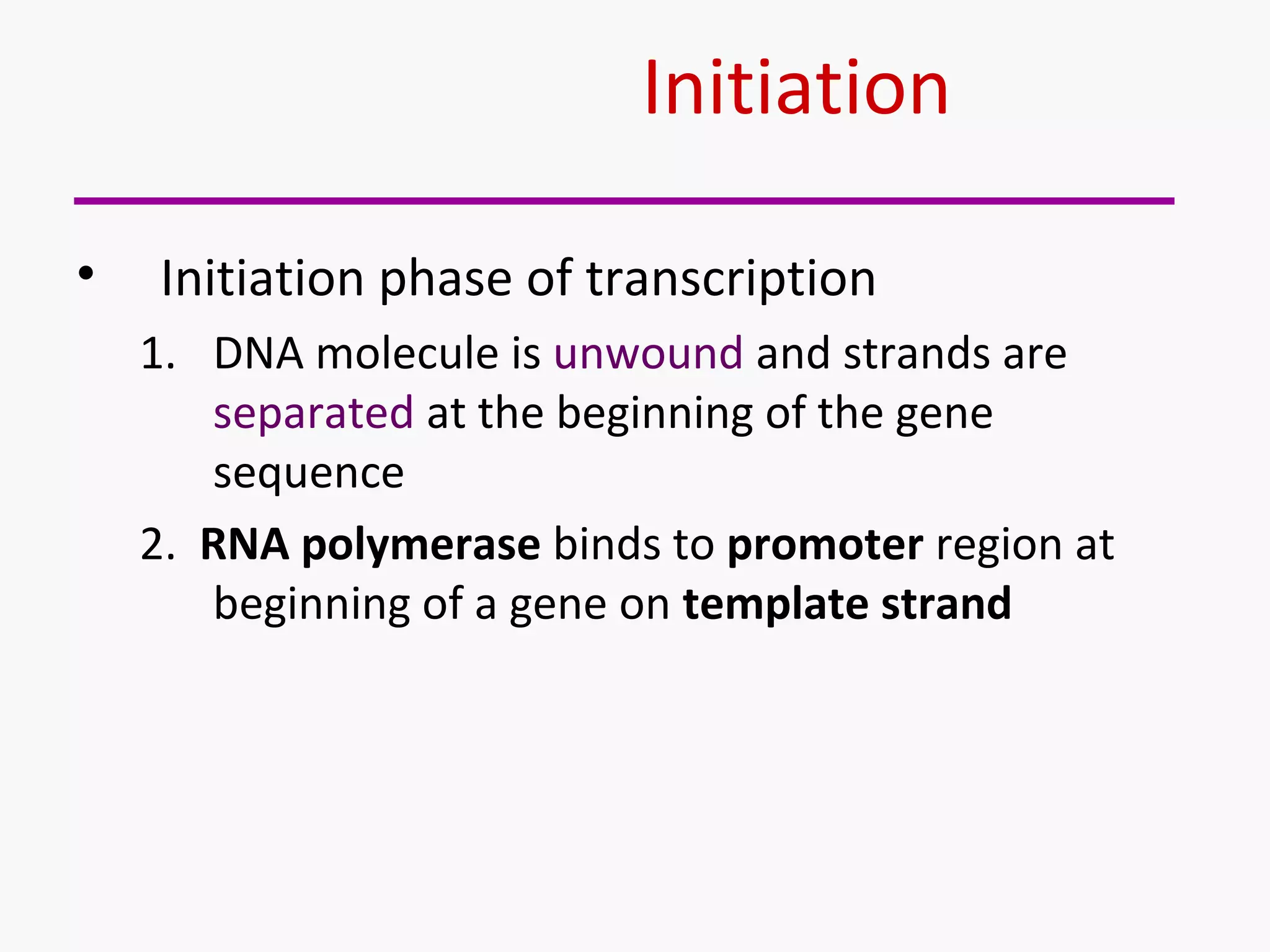 Initiation 
• Initiation phase of transcription 
1. DNA molecule is unwound and strands are 
separated at the beginning of the gene 
sequence 
2. RNA polymerase binds to promoter region at 
beginning of a gene on template strand 
 