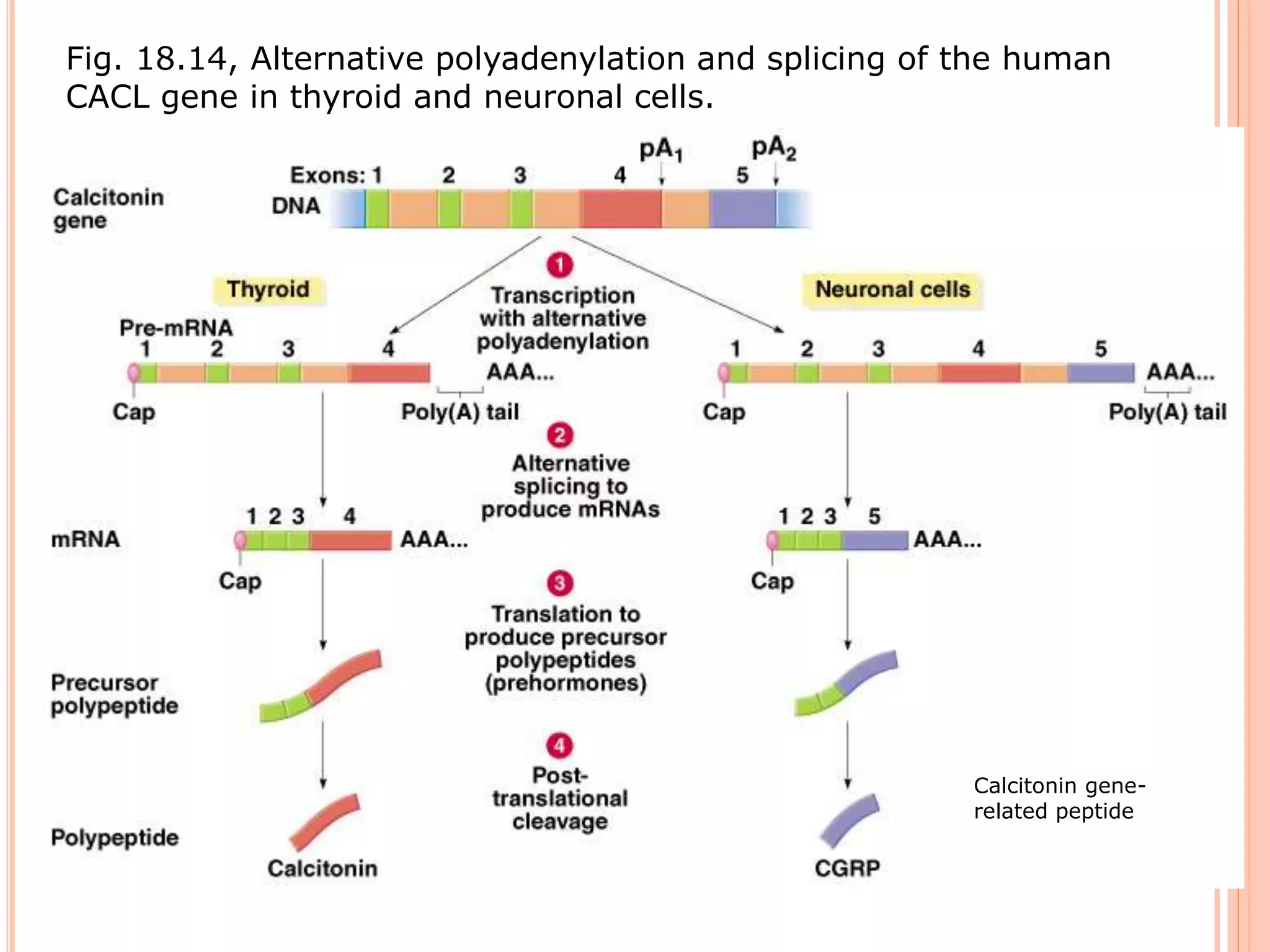 Fig. 18.14, Alternative polyadenylation and splicing of the human
CACL gene in thyroid and neuronal cells.
Calcitonin gene-
related peptide
 
