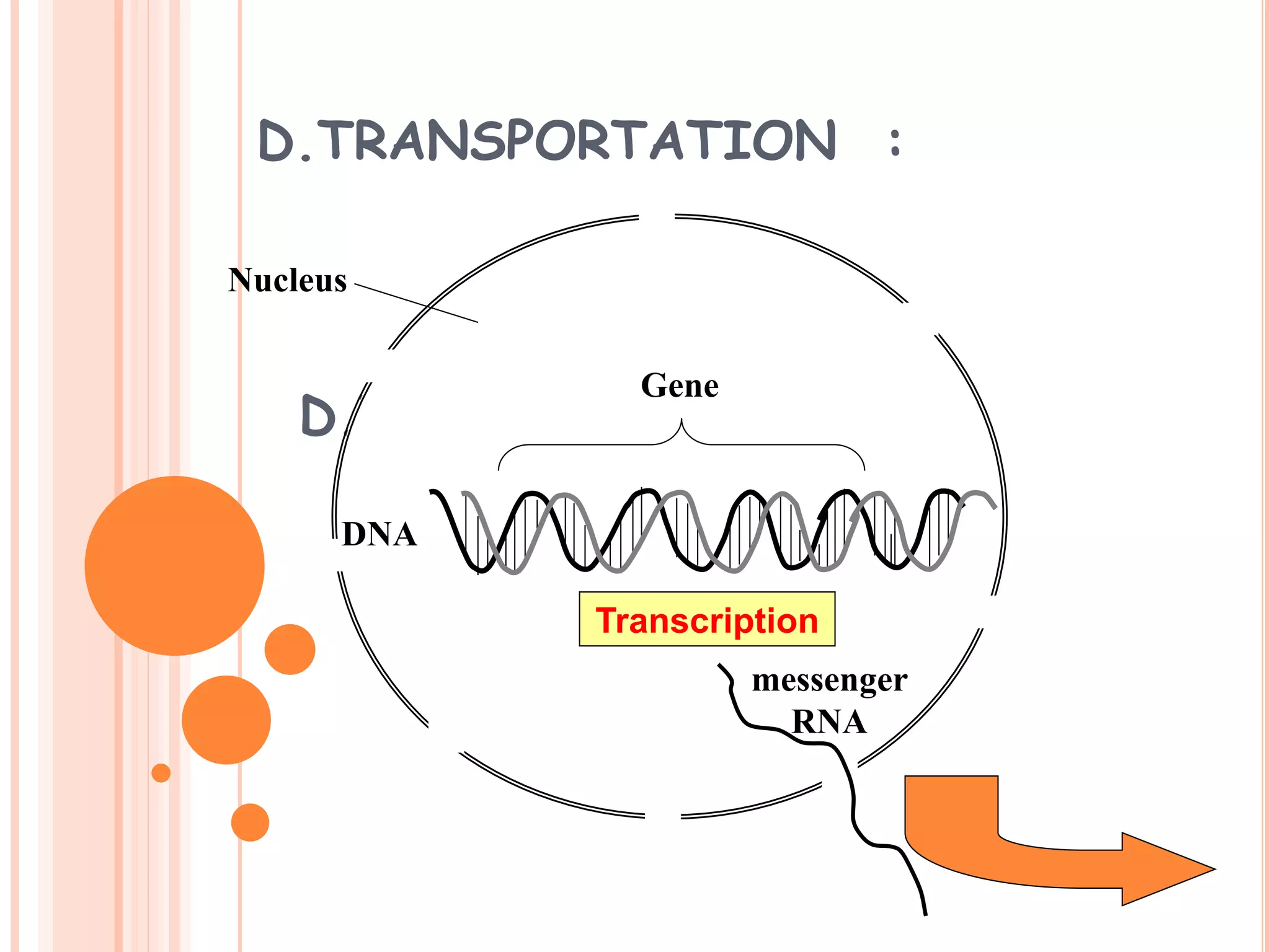 D.TRANSPORTATION :
D.TRANSPORTATION :
Transcription
DNA
messenger
RNA
Gene
Nucleus
 