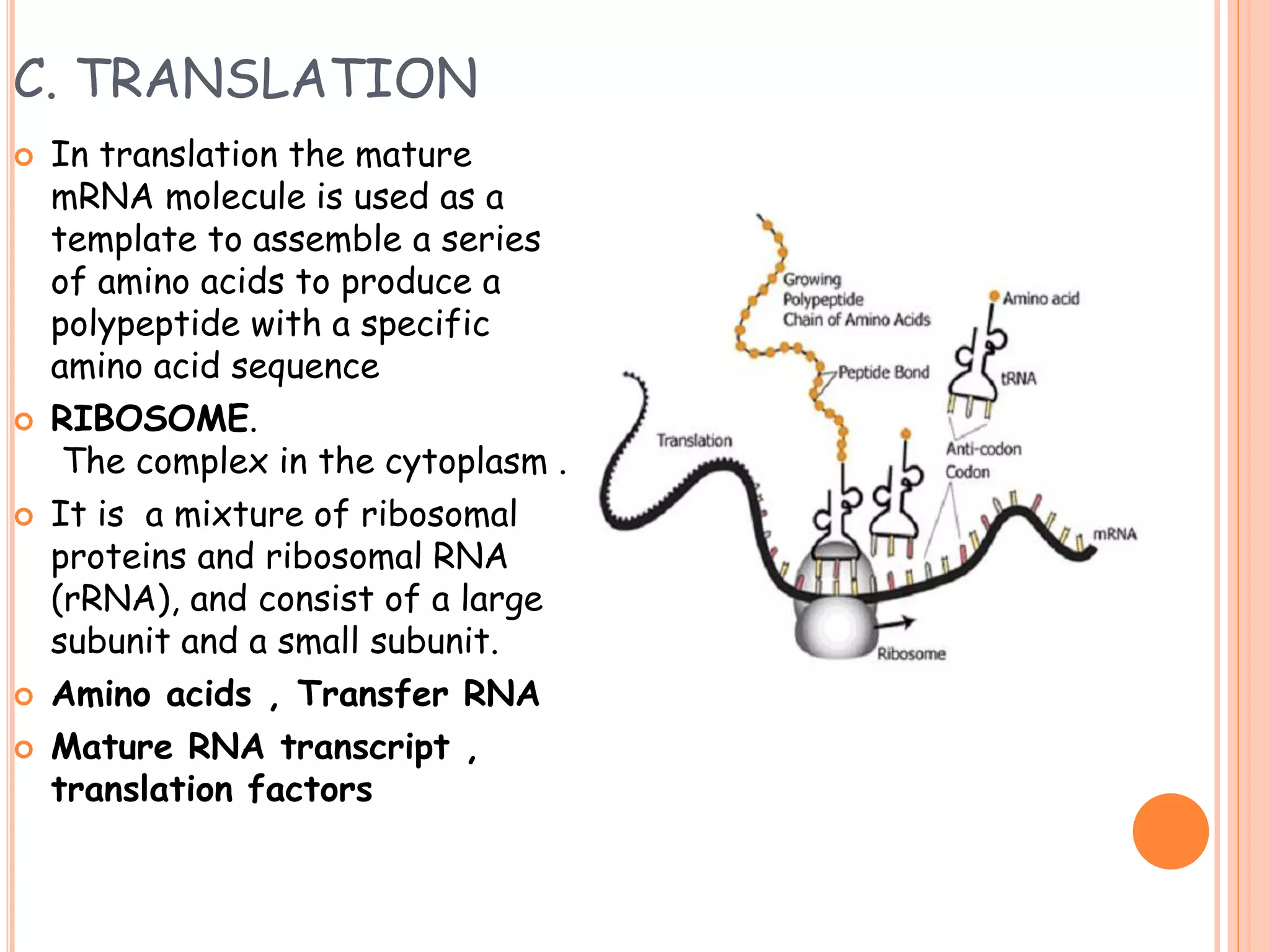 This Simple Trick Solved My Gene Expression Transcription Pogil - uh7ze4z