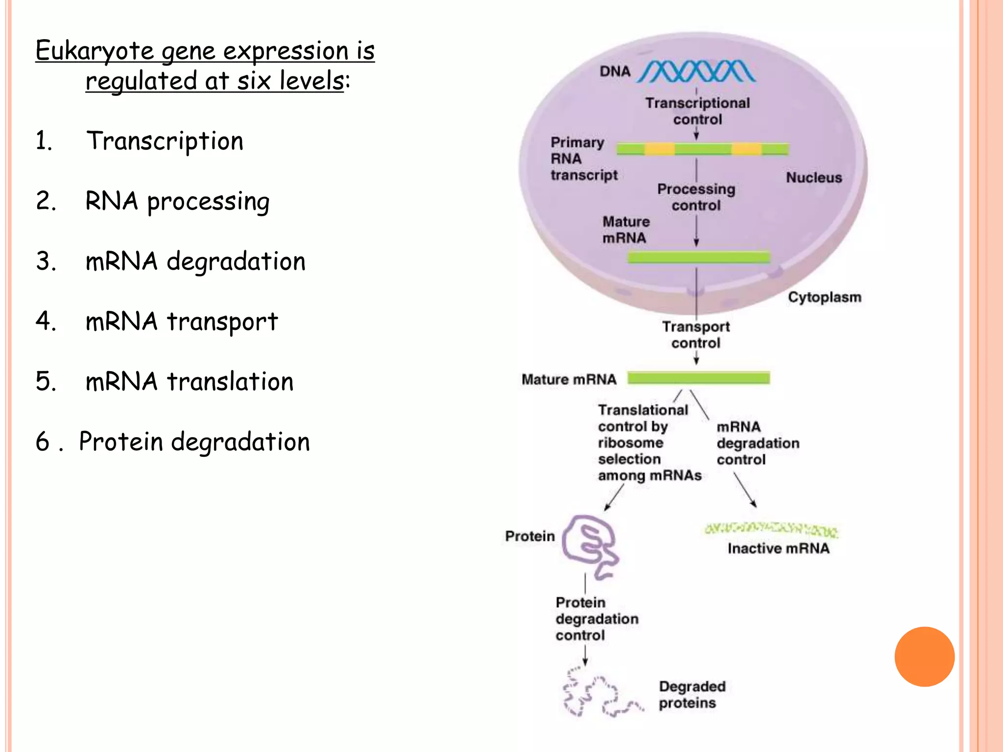 This Simple Trick Solved My Gene Expression Transcription Pogil - 3kwj0y0