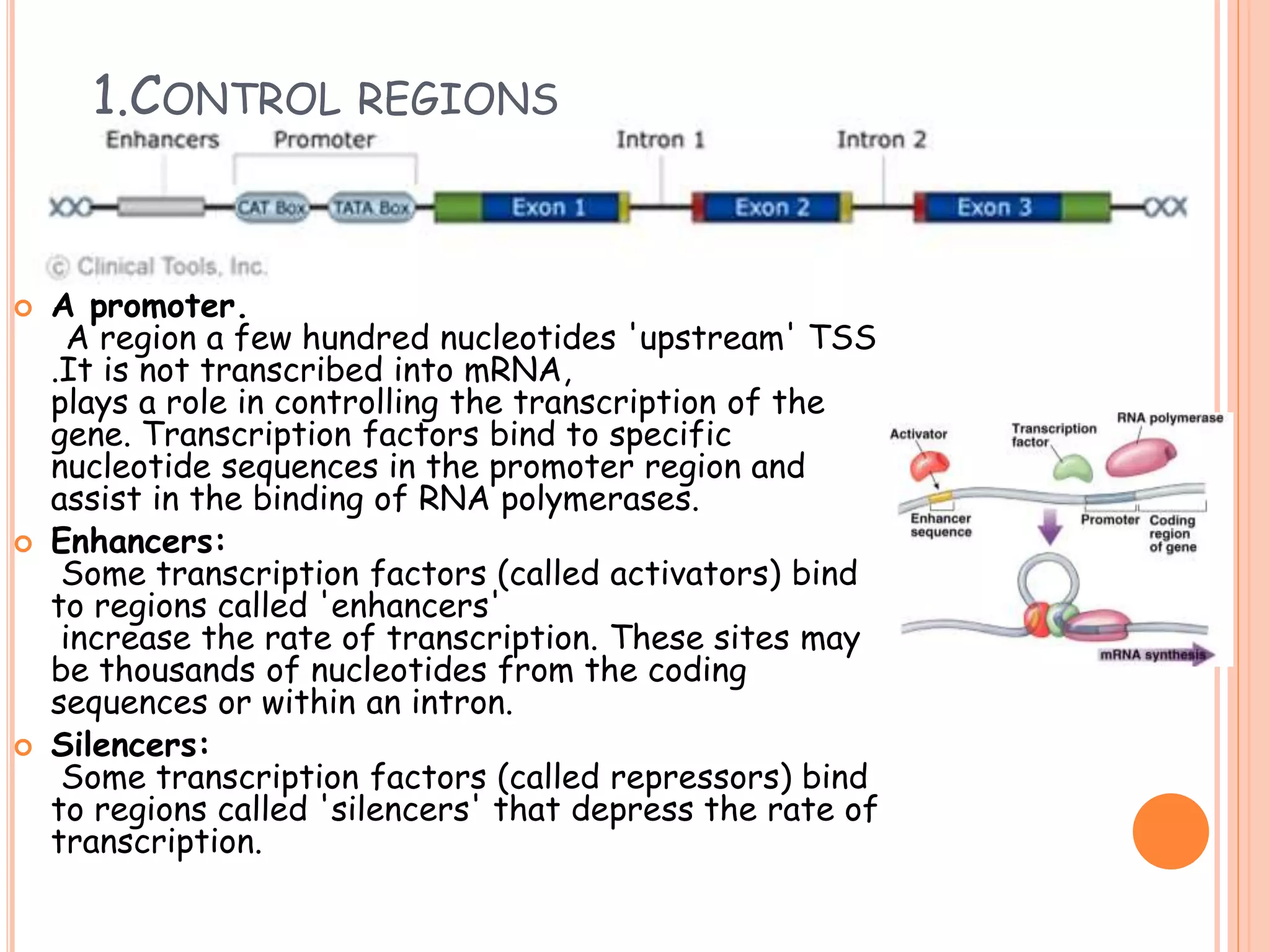 Gene Expression Translation Pogil: The Game Changer - kq9tybk