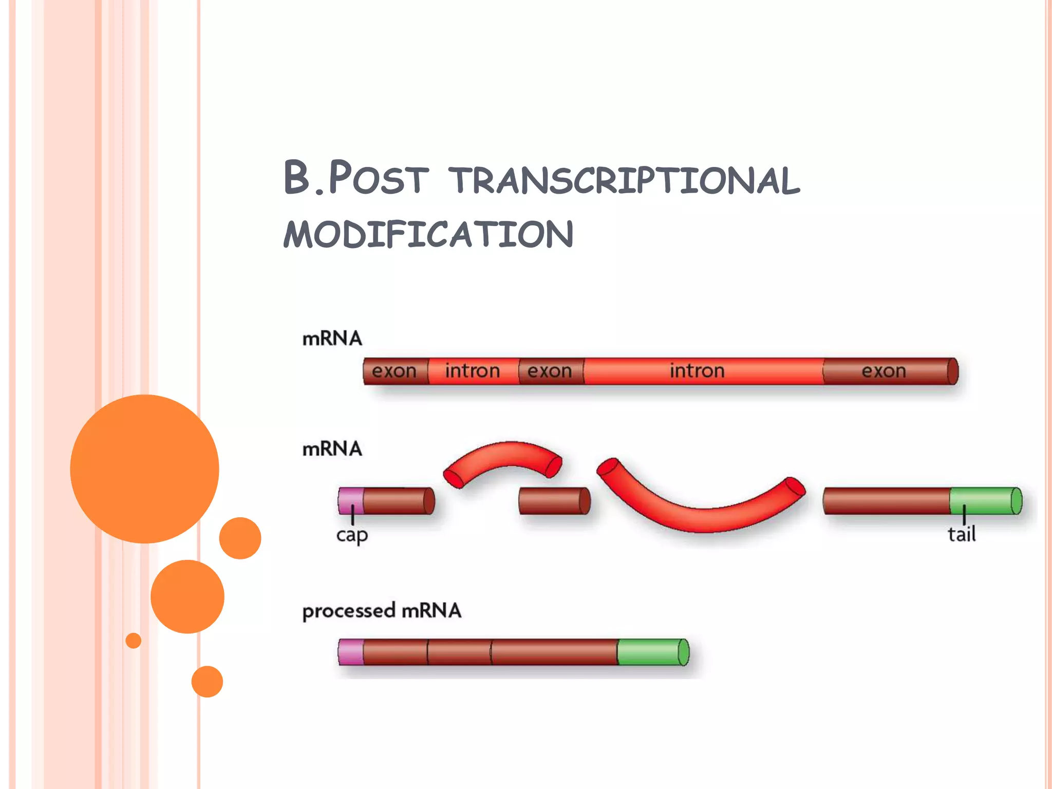 B.POST TRANSCRIPTIONAL
MODIFICATION
 