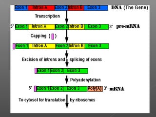 Gene expression: Translation and Transcription | PPT