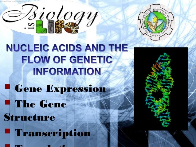 gene expression transcription and translation gene expression transcription and translation