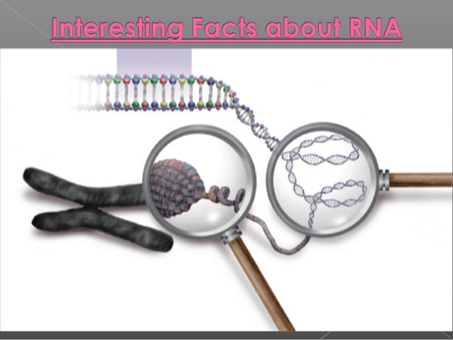 gene expression transcription and translation gene expression transcription and translation