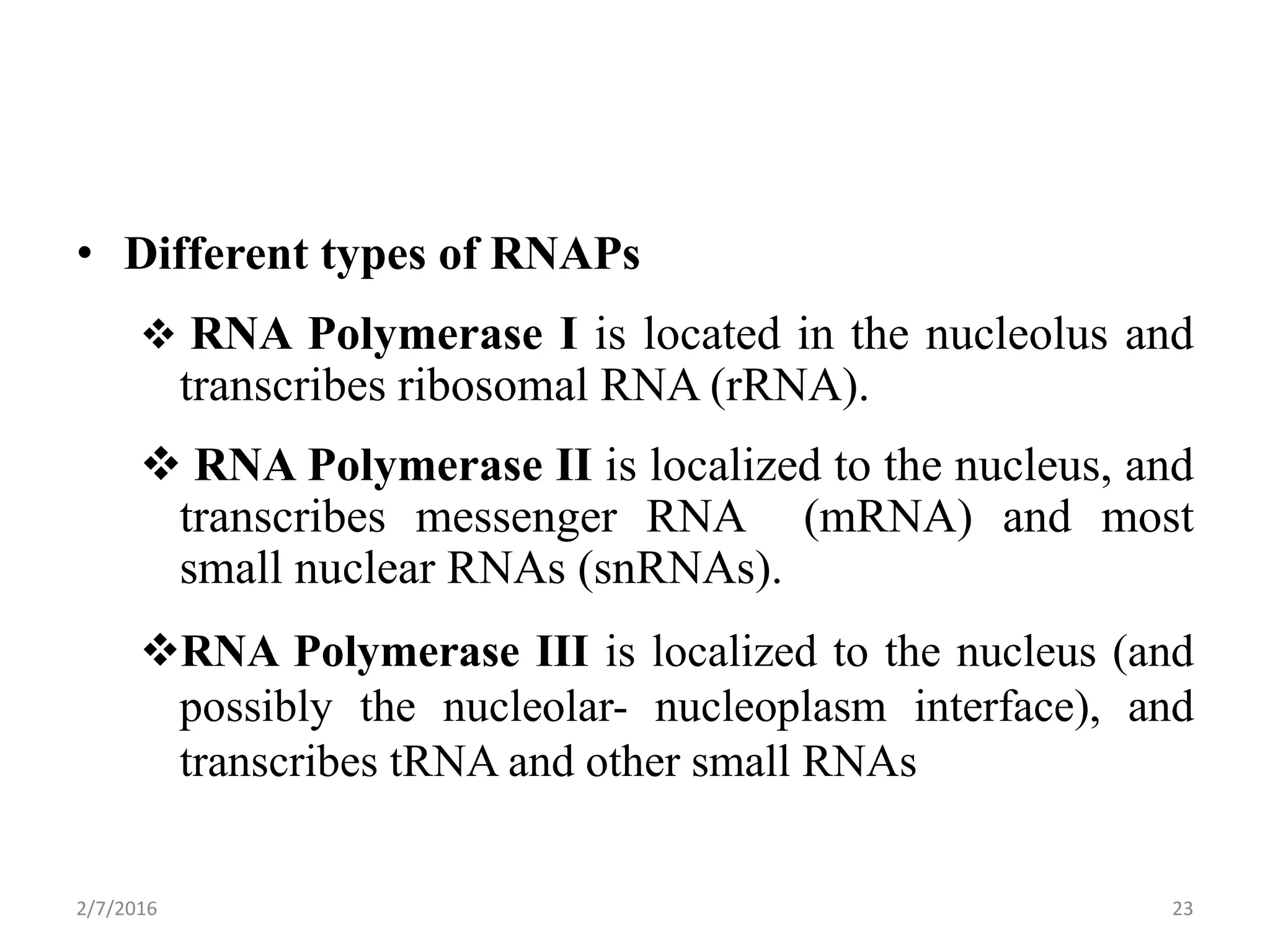 • Different types of RNAPs
 RNA Polymerase I is located in the nucleolus and
transcribes ribosomal RNA (rRNA).
 RNA Polymerase II is localized to the nucleus, and
transcribes messenger RNA (mRNA) and most
small nuclear RNAs (snRNAs).
RNA Polymerase III is localized to the nucleus (and
possibly the nucleolar- nucleoplasm interface), and
transcribes tRNA and other small RNAs
2/7/2016 23
 