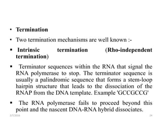 Terminator Sequence Example Gene expression | PPTX