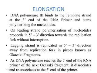 ELONGATION
• DNA polymerase III binds to the Template strand
at the 3’ end of the RNA Primer and starts
polymerizing the nucleotides.
• On leading strand polymerization of nucleotides
proceeds in 5’ – 3’ direction towards the replication
fork without interruption.
• Lagging strand is replicated in 5’ – 3’ direction
away from replication fork in pieces known as
Okazaki Fragments.
• As DNA polymerase reaches the 5' end of the RNA
primer of the next Okazaki fragment; it dissociates
and re-associates at the 3' end of the primer.2/7/2016 12
 