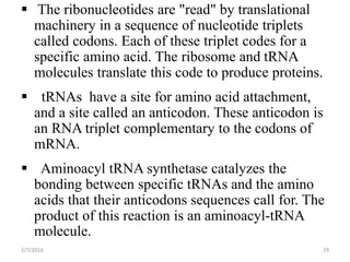  The ribonucleotides are "read" by translational
machinery in a sequence of nucleotide triplets
called codons. Each of these triplet codes for a
specific amino acid. The ribosome and tRNA
molecules translate this code to produce proteins.
 tRNAs have a site for amino acid attachment,
and a site called an anticodon. These anticodon is
an RNA triplet complementary to the codons of
mRNA.
 Aminoacyl tRNA synthetase catalyzes the
bonding between specific tRNAs and the amino
acids that their anticodons sequences call for. The
product of this reaction is an aminoacyl-tRNA
molecule.
2/7/2016 29
 