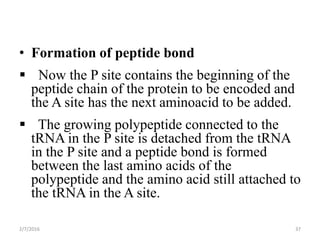 • Formation of peptide bond
 Now the P site contains the beginning of the
peptide chain of the protein to be encoded and
the A site has the next aminoacid to be added.
 The growing polypeptide connected to the
tRNA in the P site is detached from the tRNA
in the P site and a peptide bond is formed
between the last amino acids of the
polypeptide and the amino acid still attached to
the tRNA in the A site.
2/7/2016 37
 