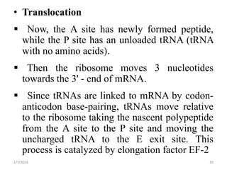 • Translocation
 Now, the A site has newly formed peptide,
while the P site has an unloaded tRNA (tRNA
with no amino acids).
 Then the ribosome moves 3 nucleotides
towards the 3' - end of mRNA.
 Since tRNAs are linked to mRNA by codon-
anticodon base-pairing, tRNAs move relative
to the ribosome taking the nascent polypeptide
from the A site to the P site and moving the
uncharged tRNA to the E exit site. This
process is catalyzed by elongation factor EF-2
2/7/2016 39
 