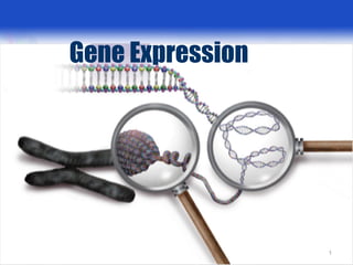 Gene Expression
1
 