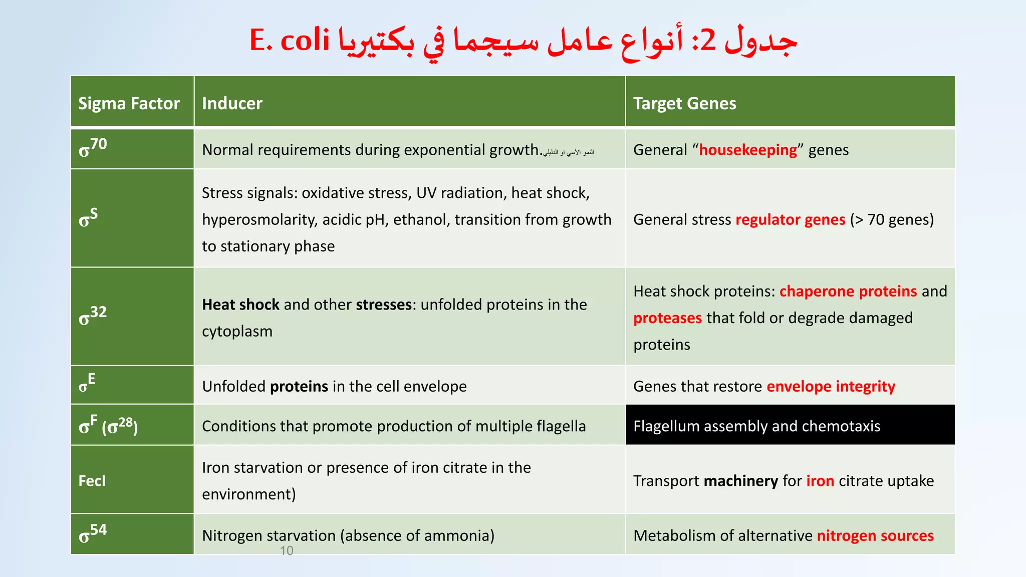 ‫ل‬‫جدو‬2:‫بكتيريا‬ ‫في‬ ‫سيجما‬ ‫عامل‬ ‫أنواع‬E. coli
Sigma Factor Inducer Target Genes
σ70 Normal requirements during exponential growth.‫الدليلي‬ ‫او‬ ‫األسي‬ ‫النمو‬ General “housekeeping” genes
σS
Stress signals: oxidative stress, UV radiation, heat shock,
hyperosmolarity, acidic pH, ethanol, transition from growth
to stationary phase
General stress regulator genes (> 70 genes)
σ32 Heat shock and other stresses: unfolded proteins in the
cytoplasm
Heat shock proteins: chaperone proteins and
proteases that fold or degrade damaged
proteins
σE Unfolded proteins in the cell envelope Genes that restore envelope integrity
σF (σ28) Conditions that promote production of multiple flagella Flagellum assembly and chemotaxis
FecI
Iron starvation or presence of iron citrate in the
environment)
Transport machinery for iron citrate uptake
σ54 Nitrogen starvation (absence of ammonia) Metabolism of alternative nitrogen sources
10
 