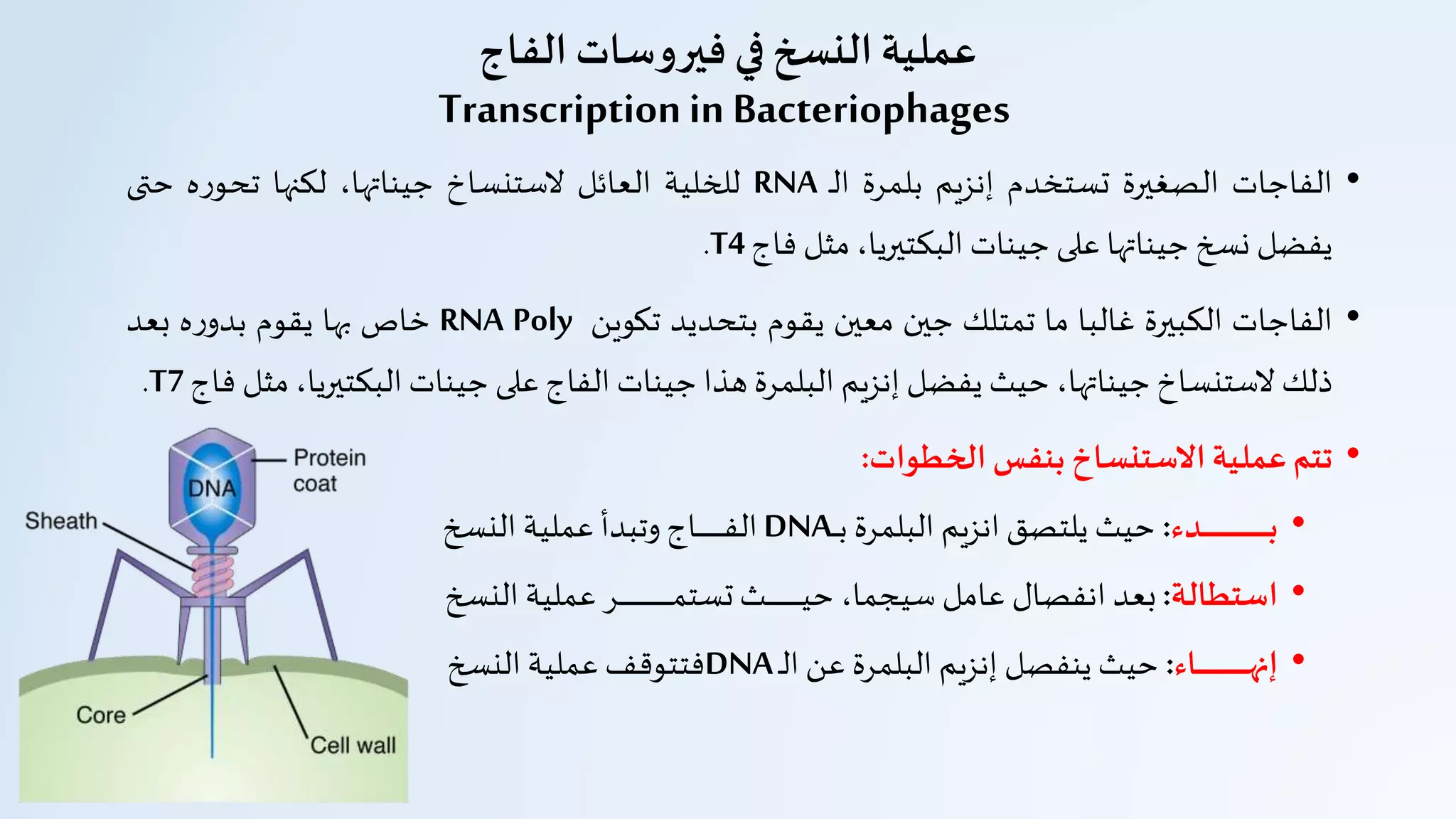 ‫الفاج‬ ‫فيروسات‬ ‫في‬ ‫النسخ‬ ‫عملية‬
Transcriptionin Bacteriophages
•‫الفاجات‬‫الصغيرة‬‫تستخدم‬‫إنزيم‬‫بلمرة‬‫ـ‬‫ل‬‫ا‬RNA‫للخلية‬‫العائل‬‫لستنساخ‬،‫جيناتها‬‫لكنها‬‫ه‬‫ر‬‫تحو‬‫حتى‬
‫يفضل‬‫نسخ‬‫جيناتها‬‫على‬‫جينات‬،‫البكتيريا‬‫مثل‬‫فاج‬T4.
•‫الفاجات‬‫الكبيرة‬‫غالبا‬‫ما‬‫تمتلك‬‫جين‬‫معين‬‫يقوم‬‫بتحديد‬‫تكوين‬RNA Poly‫خاص‬‫بها‬‫يقوم‬‫ه‬‫ر‬‫بدو‬‫بعد‬
‫ذلك‬‫لستنساخ‬،‫جيناتها‬‫حيث‬‫يفضل‬‫إنزيم‬‫البلمرة‬‫هذا‬‫جينات‬‫الفاج‬‫على‬‫جينات‬‫البكتي‬،‫ريا‬‫مثل‬‫فاج‬T7.
•‫تتم‬‫عملية‬‫االستنساخ‬‫بنفس‬‫الخطوات‬:
•‫ـدء‬‫ـ‬‫ـ‬‫ـ‬‫ـ‬‫ـ‬‫ـ‬‫ـ‬‫ـ‬‫ـ‬‫ـ‬‫ـ‬‫ـ‬‫ـ‬‫ـ‬‫ـ‬‫ـ‬‫ـ‬‫ـ‬‫ـ‬‫ـ‬‫ـ‬‫ـ‬‫ـ‬‫ـ‬‫ـ‬‫ـ‬‫ـ‬‫ـ‬‫ـ‬‫ـ‬‫ـ‬‫ـ‬‫ـ‬‫ـ‬‫ـ‬‫ـ‬‫ـ‬‫ـ‬‫ب‬:‫حيث‬‫يلتصق‬‫انزيم‬‫البلمرة‬‫ـ‬‫ـ‬‫ـ‬‫ـ‬‫ب‬DNA‫ـاج‬‫ـ‬‫ـ‬‫ـ‬‫ـ‬‫ـ‬‫ـ‬‫ـ‬‫ـ‬‫ـ‬‫ـ‬‫ـ‬‫ـ‬‫ـ‬‫ـ‬‫ـ‬‫ـ‬‫ف‬‫ال‬‫وتبدأ‬‫عملية‬‫النسخ‬
•‫استطالة‬:‫بعد‬‫انفصال‬‫عامل‬،‫سيجما‬‫ـث‬‫ـ‬‫ـ‬‫ـ‬‫ـ‬‫ـ‬‫ـ‬‫ـ‬‫ـ‬‫ـ‬‫ـ‬‫ـ‬‫ـ‬‫ـ‬‫ـ‬‫ـ‬‫ـ‬‫ـ‬‫ـ‬‫ـ‬‫ـ‬‫ـ‬‫ي‬‫ح‬‫ـر‬‫ـ‬‫ـ‬‫ـ‬‫ـ‬‫ـ‬‫ـ‬‫ـ‬‫ـ‬‫ـ‬‫ـ‬‫ـ‬‫ـ‬‫ـ‬‫ـ‬‫ـ‬‫ـ‬‫ـ‬‫ـ‬‫ـ‬‫ـ‬‫ـ‬‫ـ‬‫ـ‬‫ـ‬‫ـ‬‫ـ‬‫ـ‬‫ـ‬‫ـ‬‫ـ‬‫ـ‬‫ـ‬‫ـ‬‫م‬‫تست‬‫عملية‬‫النسخ‬
•‫ـاء‬‫ـ‬‫ـ‬‫ـ‬‫ـ‬‫ـ‬‫ـ‬‫ـ‬‫ـ‬‫ـ‬‫ـ‬‫ـ‬‫ـ‬‫ـ‬‫ـ‬‫ـ‬‫ـ‬‫ـ‬‫ـ‬‫ـ‬‫ـ‬‫ـ‬‫ـ‬‫ـ‬‫ـ‬‫ـ‬‫ـ‬‫ـ‬‫ـ‬‫ـ‬‫ه‬‫إن‬:‫حيث‬‫ينفصل‬‫إنزيم‬‫البلمرة‬‫عن‬‫ـ‬‫ل‬‫ا‬DNA‫فتتوقف‬‫عملية‬‫النسخ‬
 