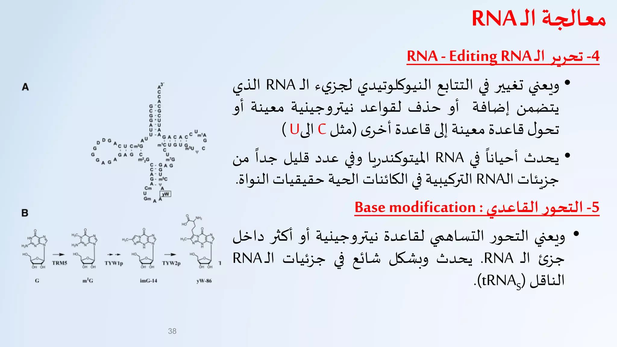 4-‫تحرير‬‫ـ‬‫ل‬‫ا‬RNARNA - Editing
•‫ويعني‬‫تغيير‬‫في‬‫التتابع‬‫النيوكلوتيدي‬‫ء‬‫ي‬‫لجز‬‫ال‬‫ـ‬RNA‫الذي‬
‫يتضمن‬‫إضافة‬‫أو‬‫حذف‬‫لقواعد‬‫نيتروجينية‬‫معينة‬‫أو‬
‫ل‬‫تحو‬‫قاعدة‬‫معينة‬‫إلى‬‫قاعدة‬‫ى‬‫أخر‬(‫مثل‬C‫الى‬U)
•‫يحدث‬
‫ا‬
‫أحيانا‬‫في‬RNA‫يا‬‫ر‬‫امليتوكند‬‫وفي‬‫عدد‬‫قليل‬
‫ا‬
‫جدا‬‫من‬
‫جزيئات‬‫ـ‬‫ل‬‫ا‬RNA‫التركيبية‬‫في‬‫الكائنات‬‫الحية‬‫حقيقيات‬‫النواة‬.
5-‫ر‬‫التحو‬‫القاعدي‬:Base modification
•‫ويعني‬‫ر‬‫التحو‬‫التساهمي‬‫لقاعدة‬‫نيتروجينية‬‫أو‬‫أكث‬‫ر‬‫داخل‬
‫ئ‬‫جز‬‫ـ‬‫ل‬‫ا‬RNA.‫يحدث‬‫وبشكل‬‫شائع‬‫في‬‫جزئيات‬‫ـ‬‫ل‬‫ا‬RNA
‫الناقل‬(tRNAS).
38
‫ـ‬‫ل‬‫ا‬ ‫معالجة‬RNA
 