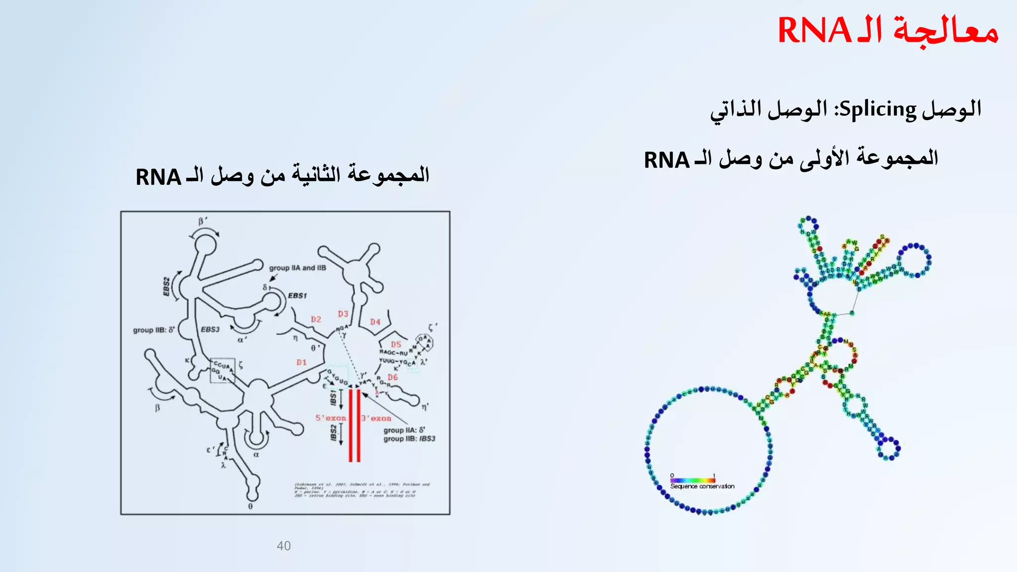 ‫الوصل‬Splicing:‫الذاتي‬ ‫الوصل‬
‫المجموعة‬‫الثانية‬‫وصل‬ ‫من‬‫الـ‬RNA
‫الـ‬ ‫وصل‬ ‫من‬ ‫األولى‬ ‫المجموعة‬RNA
40
‫ـ‬‫ل‬‫ا‬ ‫معالجة‬RNA
 