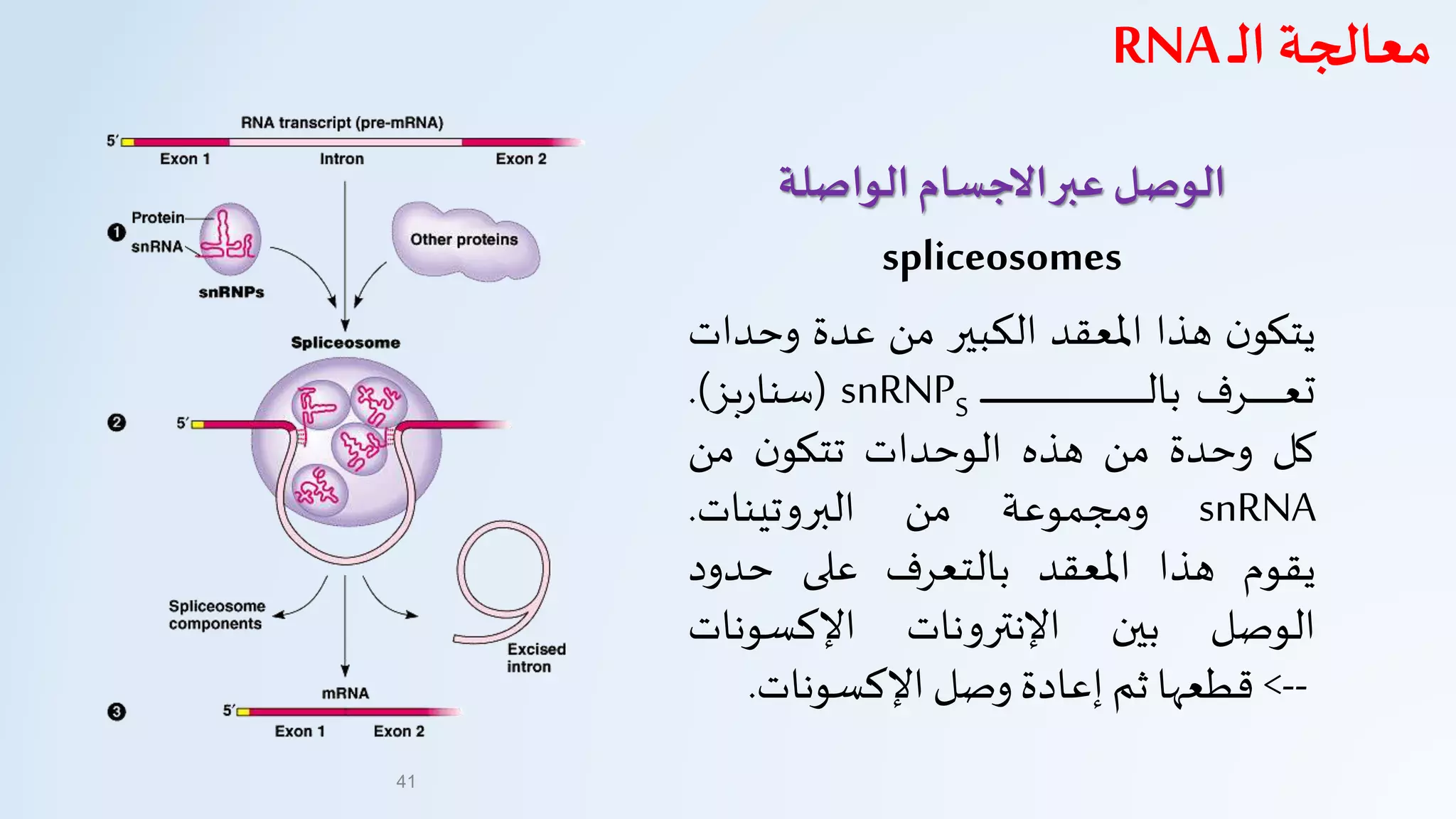 ‫الواصلة‬ ‫االجسام‬‫عبر‬ ‫الوصل‬
spliceosomes
‫ن‬‫يتكو‬‫هذا‬‫املعقد‬‫الكبير‬‫من‬‫عدة‬‫وحد‬‫ات‬
‫ـرف‬‫ـ‬‫ـ‬‫ـ‬‫ـ‬‫ـ‬‫ـ‬‫ـ‬‫ـ‬‫ـ‬‫ـ‬‫ـ‬‫ـ‬‫ـ‬‫ـ‬‫ـ‬‫ع‬‫ت‬‫ـ‬‫ـ‬‫ـ‬‫ـ‬‫ـ‬‫ـ‬‫ـ‬‫ـ‬‫ـ‬‫ـ‬‫ـ‬‫ـ‬‫ـ‬‫ـ‬‫ـ‬‫ـ‬‫ـ‬‫ـ‬‫ـ‬‫ـ‬‫ـ‬‫ـ‬‫ـ‬‫ـ‬‫ـ‬‫ـ‬‫ـ‬‫ـ‬‫ـ‬‫ـ‬‫ـ‬‫ـ‬‫ـ‬‫ـ‬‫ـ‬‫ـ‬‫ـ‬‫ـ‬‫ـ‬‫ـ‬‫ـ‬‫ـ‬‫ـ‬‫ـ‬‫ـ‬‫ـ‬‫ـ‬‫ـ‬‫ـ‬‫ـ‬‫ـ‬‫ـ‬‫ـ‬‫ـ‬‫ـ‬‫ـ‬‫ـ‬‫ـ‬‫ـ‬‫ـ‬‫ـ‬‫ـ‬‫ـ‬‫ـ‬‫ـ‬‫ـ‬‫ـ‬‫ـ‬‫ـ‬‫ـ‬‫ـ‬‫ـ‬‫ـ‬‫ـ‬‫ـ‬‫ـ‬‫ـ‬‫ـ‬‫ـ‬‫ل‬‫با‬snRNPS(‫بز‬‫ر‬‫سنا‬).
‫كل‬‫وحدة‬‫من‬‫هذه‬‫الوحدات‬‫ن‬‫تتكو‬‫من‬
snRNA‫ومجموعة‬‫من‬‫البروتينات‬.
‫يقوم‬‫هذا‬‫املعقد‬‫بالتعرف‬‫على‬‫حدود‬
‫الوصل‬‫بين‬‫اإلنترونات‬‫اإلكسونات‬
-->‫قطعها‬‫ثم‬‫إعادة‬‫وصل‬‫اإلكسونات‬.
41
‫ـ‬‫ل‬‫ا‬ ‫معالجة‬RNA
 