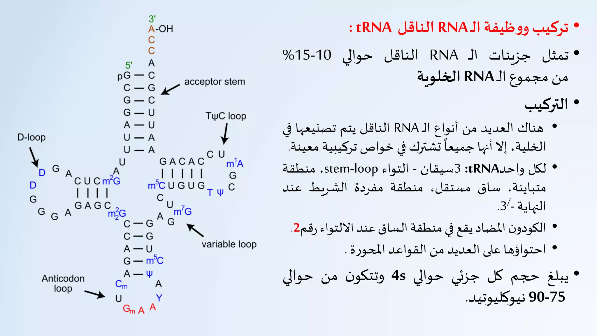 •‫ـ‬‫ل‬‫ا‬‫ظيفة‬‫و‬‫و‬ ‫تركيب‬RNA‫الناقل‬tRNA:
•‫تمثل‬‫جزيئات‬‫ـ‬‫ل‬‫ا‬RNA‫الناقل‬‫حوالي‬10-15%
‫من‬‫مجموع‬‫ـ‬‫ل‬‫ا‬RNA‫الخلوية‬
•‫التركيب‬
•‫هناك‬‫العديد‬‫من‬‫أنواع‬‫ـ‬‫ل‬‫ا‬RNA‫الناقل‬‫يتم‬‫تصنيعها‬‫ف‬‫ي‬
،‫الخلية‬‫إل‬‫أنها‬
‫ا‬
‫جميعا‬‫تشترك‬‫في‬‫خواص‬‫تركيب‬‫ية‬‫معينة‬.
•‫لكل‬‫واحد‬tRNA:3‫سيقان‬-‫التواء‬stem-loop،‫منطقة‬
،‫متباينة‬‫ساق‬،‫مستقل‬‫منطقة‬‫مفردة‬‫الشريط‬‫عن‬‫د‬
‫النهاية‬3/-.
•‫ن‬‫الكودو‬‫املضاد‬‫يقع‬‫في‬‫منطقة‬‫الساق‬‫عند‬‫اللتواء‬‫قم‬‫ر‬2.
•‫احتواؤها‬‫على‬‫العديد‬‫من‬‫القواعد‬‫ة‬‫ر‬‫املحو‬.
•‫يبلغ‬‫حجم‬‫كل‬‫جزئي‬‫حوالي‬4s‫ن‬‫وتتكو‬‫من‬‫حوالي‬
75-90‫نيوكليوتيد‬.
 