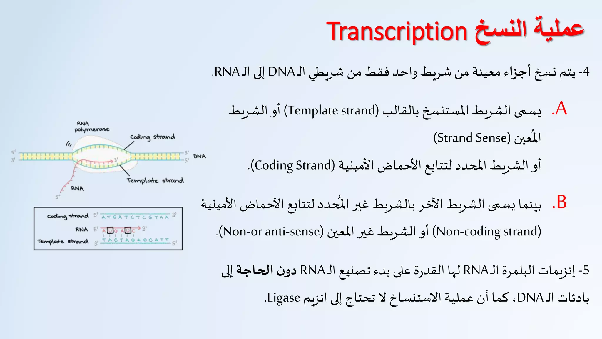 4-‫يتم‬‫نسخ‬‫أجزاء‬‫من‬ ‫معينة‬‫واحد‬ ‫شريط‬‫من‬ ‫فقط‬‫ـ‬‫ل‬‫ا‬ ‫شريطي‬DNA‫إلى‬‫ـ‬‫ل‬‫ا‬RNA.
.A‫بالقالب‬ ‫املستنسخ‬ ‫الشريط‬ ‫يسمى‬(Template strand)‫أو‬‫الشريط‬
ُ
‫امل‬‫عين‬(SenseStrand)
‫املحدد‬ ‫الشريط‬ ‫أو‬‫األمينية‬ ‫األحماض‬ ‫لتتابع‬(Coding Strand.)
.B‫ي‬ ‫بينما‬‫بالشريط‬ ‫األخر‬ ‫الشريط‬ ‫سمى‬‫غير‬‫حدد‬
ُ
‫امل‬‫األح‬ ‫لتتابع‬‫األمينية‬ ‫ماض‬
Non-coding strand))‫الشريط‬ ‫أو‬‫غير‬‫املعين‬(Non-or anti-sense.)
5-‫ـ‬‫ل‬‫ا‬ ‫البلمرة‬ ‫إنزيمات‬RNA‫ة‬‫ر‬‫القد‬ ‫لها‬‫تصنيع‬ ‫بدء‬ ‫على‬‫ـ‬‫ل‬‫ا‬RNA‫الحاجة‬ ‫ن‬‫دو‬‫إلى‬
‫بادئات‬‫ـ‬‫ل‬‫ا‬DNA،‫انزيم‬ ‫إلى‬ ‫تحتاج‬ ‫ل‬ ‫الستنساخ‬ ‫عملية‬ ‫أن‬ ‫كما‬Ligase.
‫النسخ‬ ‫عملية‬Transcription
 