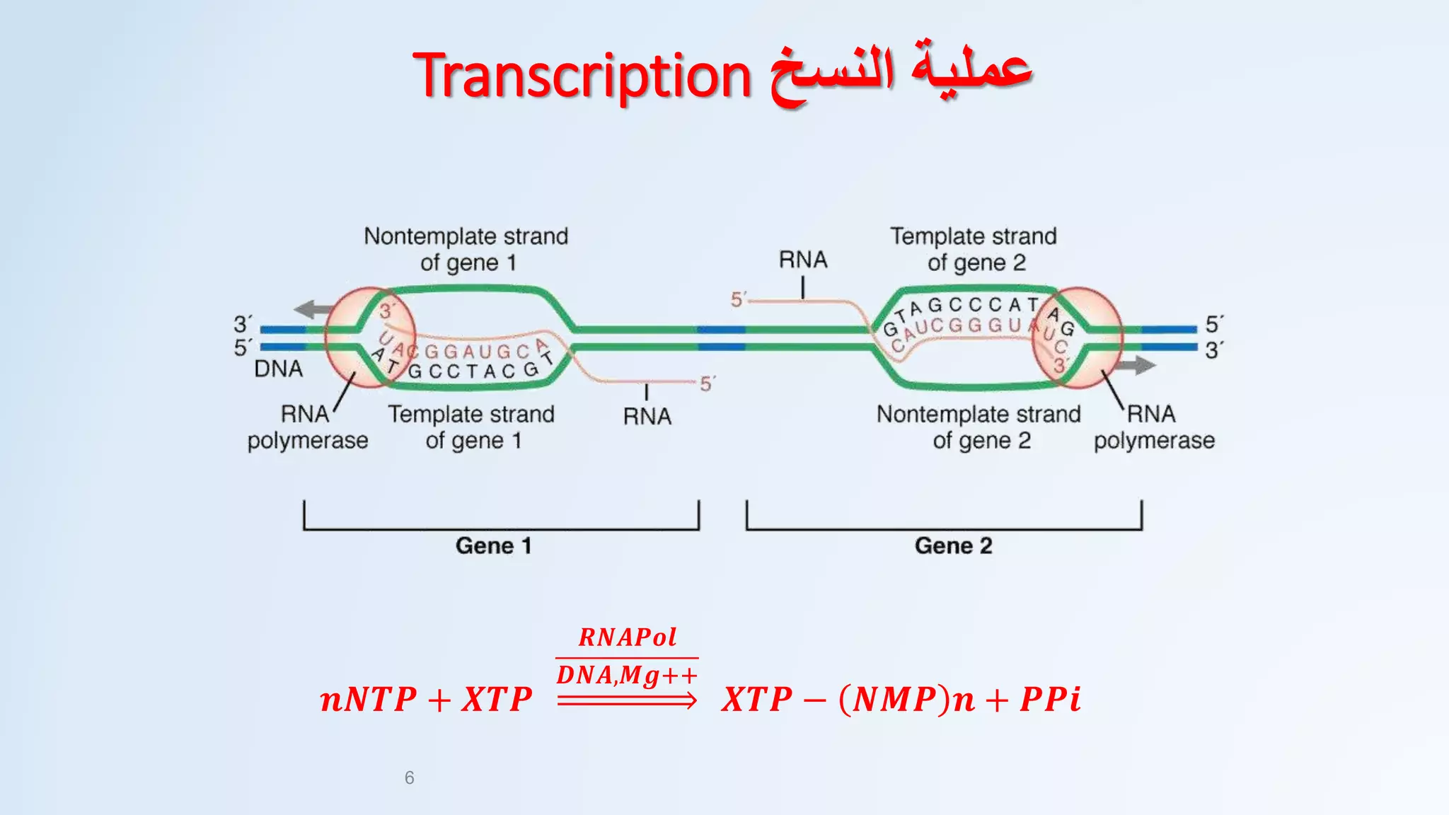 𝒏𝑵𝑻𝑷 + 𝑿𝑻𝑷
𝑹𝑵𝑨𝑷𝒐𝒍
𝑫𝑵𝑨,𝑴𝒈++
𝑿𝑻𝑷 − 𝑵𝑴𝑷 𝒏 + 𝑷𝑷𝒊
6
‫النسخ‬ ‫عملية‬Transcription
 