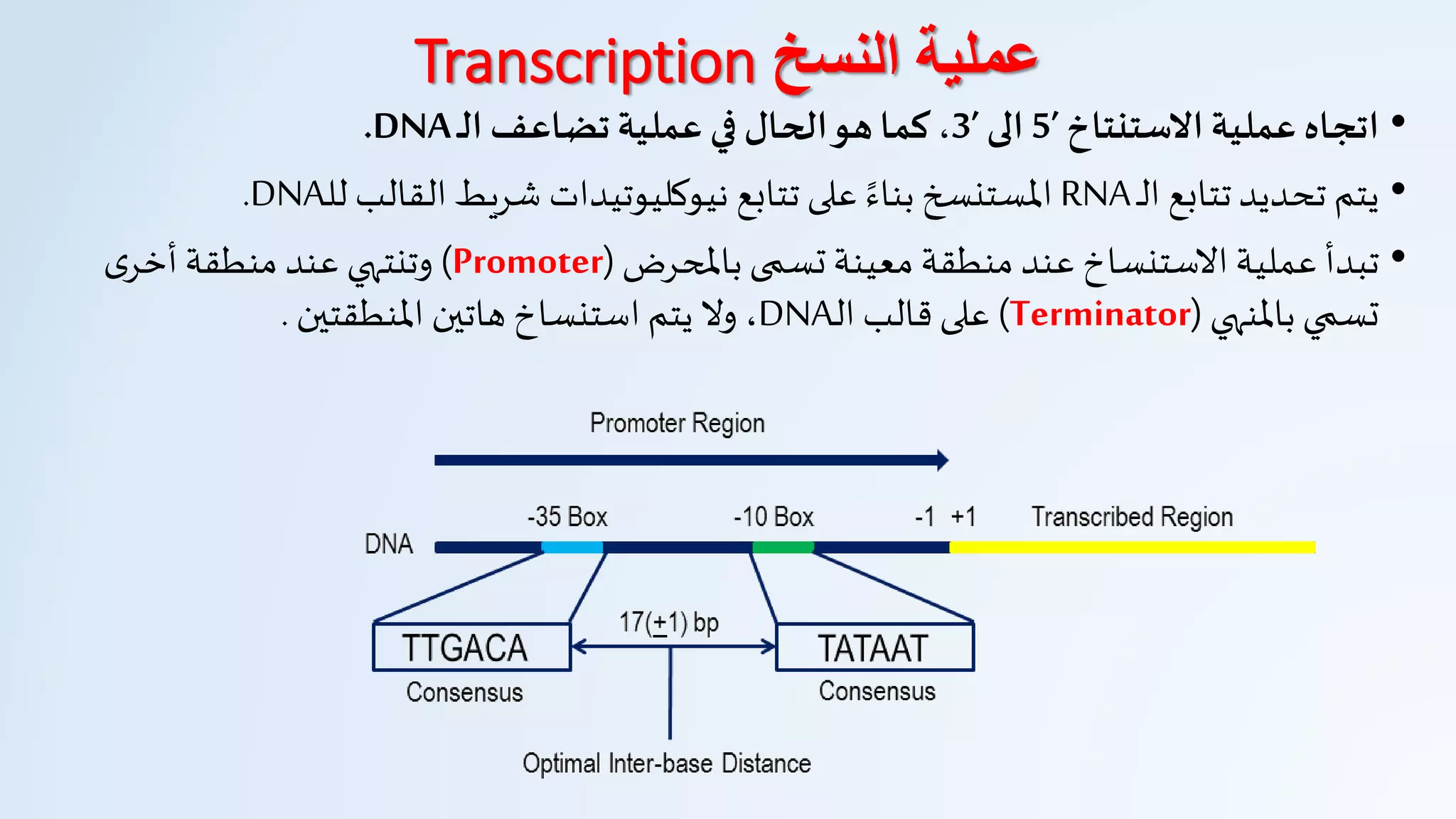 •‫عملية‬ ‫اتجاه‬‫االستنتاخ‬5’‫الى‬3’‫تضاعف‬‫عملية‬ ‫في‬ ‫الحال‬‫هو‬‫كما‬ ،‫ـ‬‫ل‬‫ا‬DNA.
•‫تتابع‬‫تحديد‬ ‫يتم‬‫ـ‬‫ل‬‫ا‬RNA‫نيوكليوتيدات‬ ‫تتابع‬ ‫على‬ ‫ا‬‫بناء‬ ‫املستنسخ‬‫شريط‬‫القالب‬‫ـ‬‫ل‬‫ل‬DNA.
•‫تبدأ‬‫باملحرض‬ ‫تسمى‬ ‫معينة‬ ‫منطقة‬ ‫عند‬ ‫الستنساخ‬ ‫عملية‬(Promoter)‫ى‬‫أخر‬‫منطقة‬ ‫عند‬ ‫وتنتهي‬
‫باملنهي‬ ‫تسمي‬(Terminator)‫قالب‬‫على‬‫ـ‬‫ل‬‫ا‬DNA،‫املنطقتين‬ ‫هاتين‬ ‫استنساخ‬ ‫يتم‬ ‫ول‬.
‫النسخ‬ ‫عملية‬Transcription
 