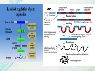 Gene expression | PPTX