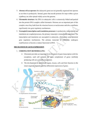 Gene Expression Notes.pdf GENE EXPRESSION | PDF