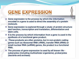 gene expression.pptx