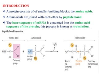Translation Base Images Gene Expression: Translation | PDF
