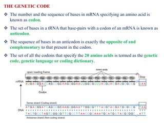 Gene Expression: Translation | PDF
