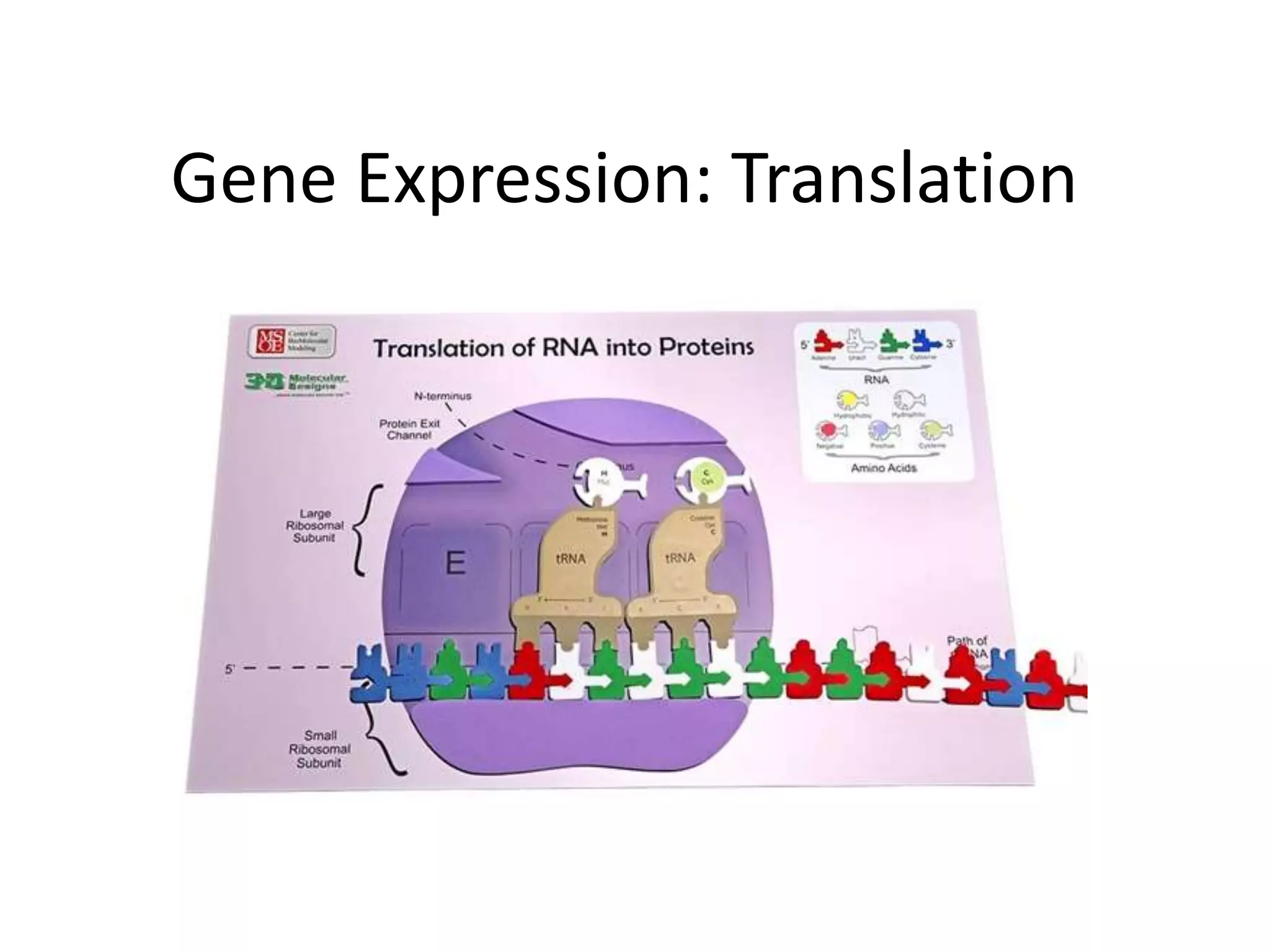Gene Expression Translation Sp2020 PPTX Gene Expression Translation Sp2020 PPTX