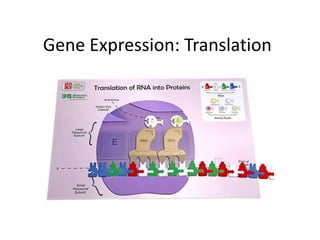 Gene expression translation sp2020 | PPTX