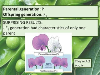 Parental generation: P
Offspring generation: F1
SURPRISING RESULTS:
- F1 generation had characteristics of only one
parent
They’re ALL
purple.
 