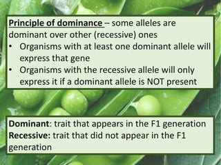 Principle of dominance – some alleles are
dominant over other (recessive) ones
• Organisms with at least one dominant allele will
express that gene
• Organisms with the recessive allele will only
express it if a dominant allele is NOT present
Dominant: trait that appears in the F1 generation
Recessive: trait that did not appear in the F1
generation
 