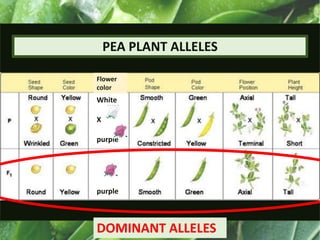 PEA PLANT ALLELES
DOMINANT ALLELES
White
X
purple
purple
Flower
color
 