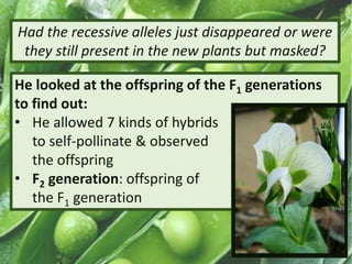 He looked at the offspring of the F1 generations
to find out:
• He allowed 7 kinds of hybrids
to self-pollinate & observed
the offspring
• F2 generation: offspring of
the F1 generation
Had the recessive alleles just disappeared or were
they still present in the new plants but masked?
 