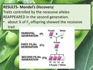 RESULTS- Mendel’s Discovery:
Traits controlled by the recessive alleles
REAPPEARED in the second generation.
• about ¼ of F2 offspring showed the recessive
trait
 