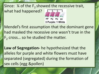 Since: ¼ of the F2 showed the recessive trait,
what had happened?
Mendel’s first assumption that the dominant gene
had masked the recessive one wasn’t true in the
F2 cross… so he studied the matter.
Law of Segregation- he hypothesized that the
alleles for purple and white flowers must have
separated (segregated) during the formation of
sex cells (egg &pollen)
 